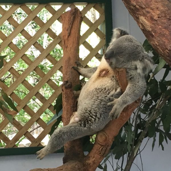 Wildlife-Koala-Bear