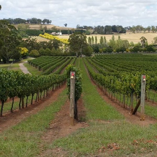 Country Trails Southern Highlands Vineyards Wine Tours