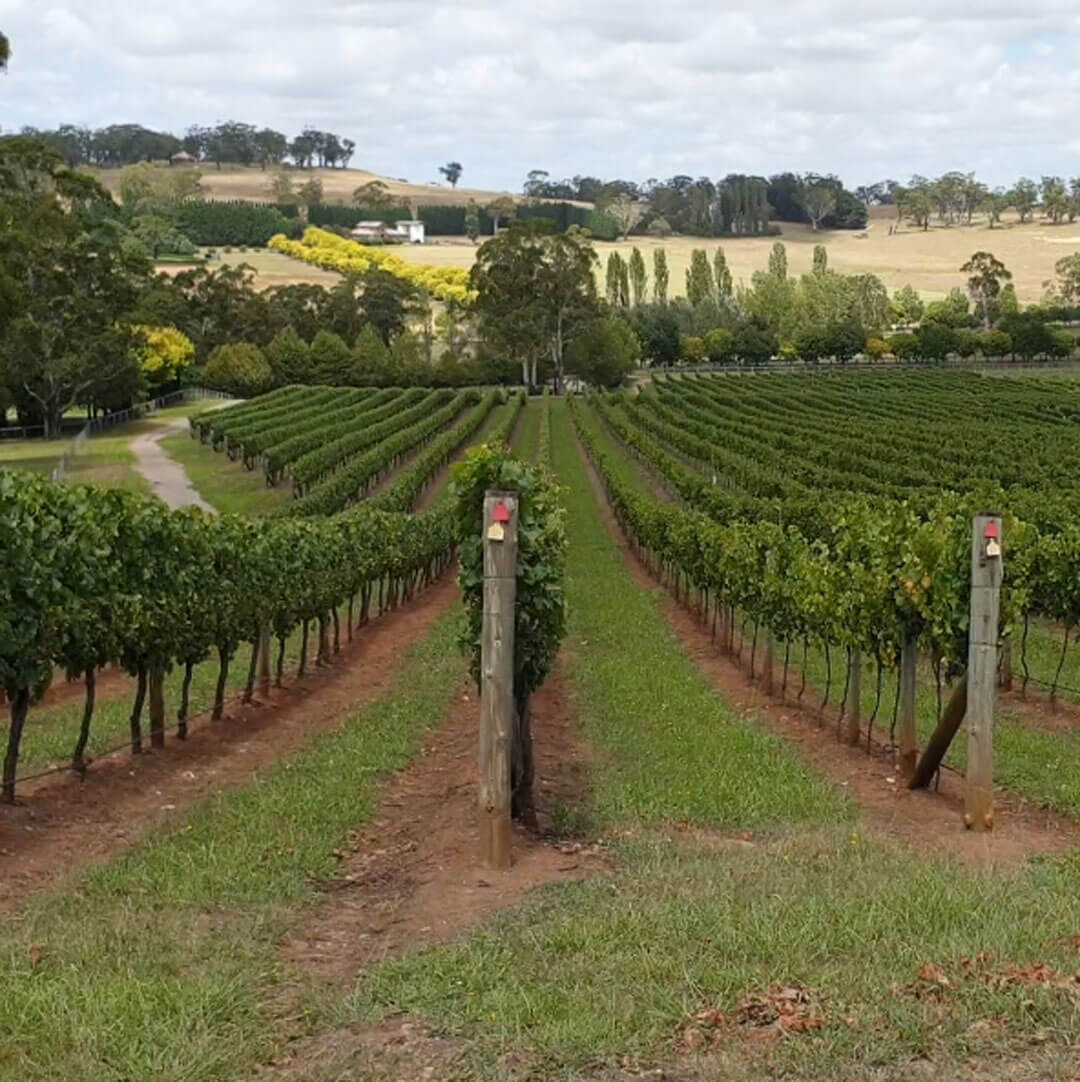 Country Trails Southern Highlands Vineyards Wine Tours
