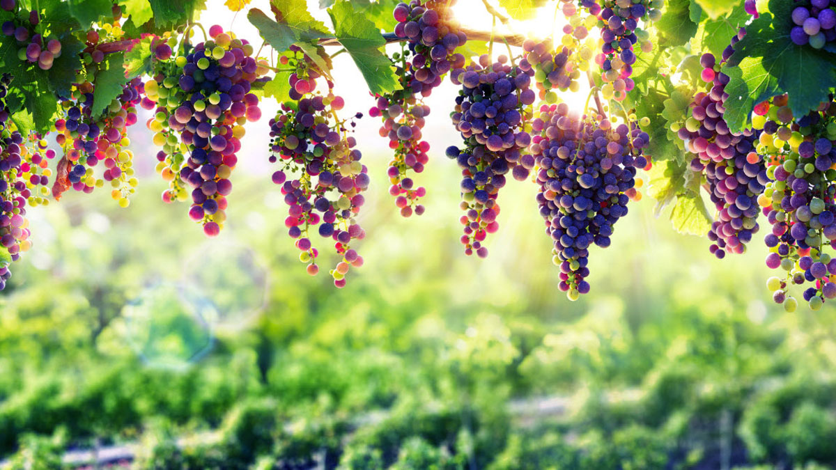 Hunter Valley Grapes
